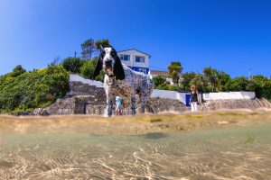 Black and white dog with paws paddling in the clear sea water on a sunny day with white and blue of the Beach House in the back ground