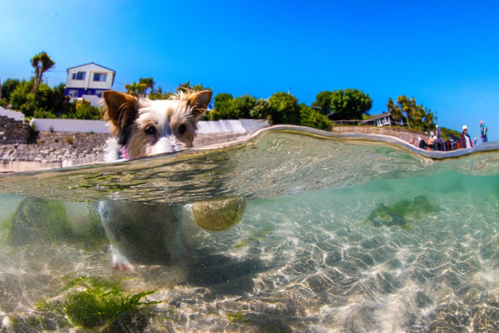 Dog Playing with ball in crystal clear sea. The sky is blue and the  beach and Beach House is in the background