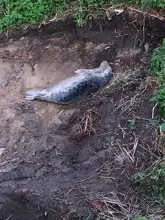 Baby Seal Pup in Golf Course Bunker