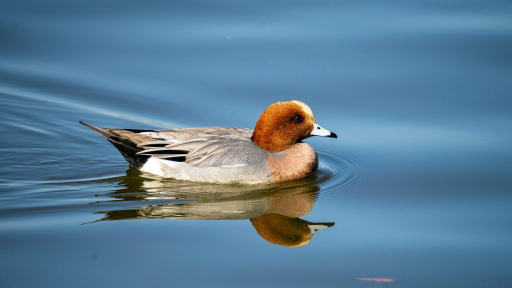 Wigeon in water