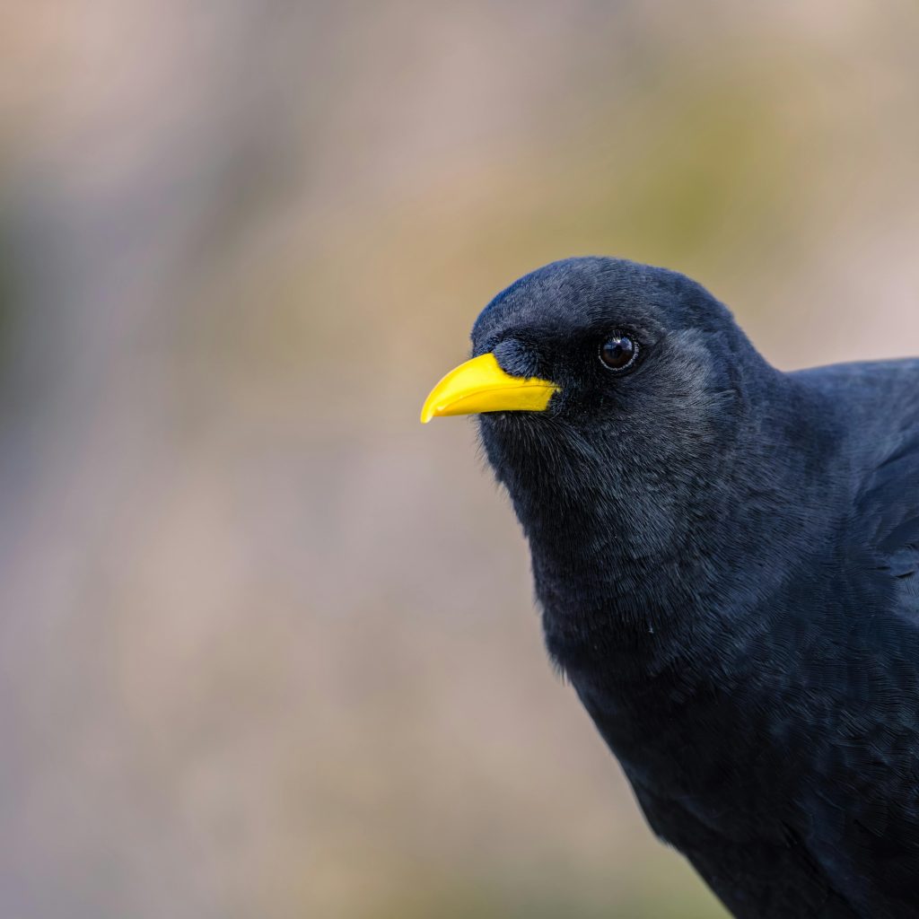 Cornish Chough