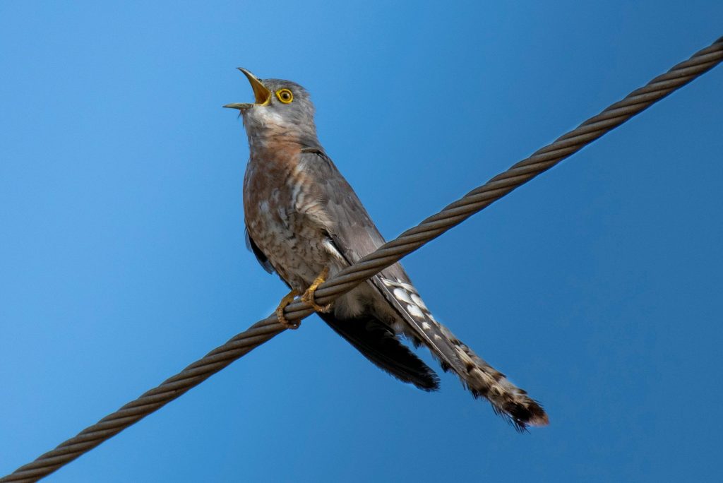 Cuckoo on a line