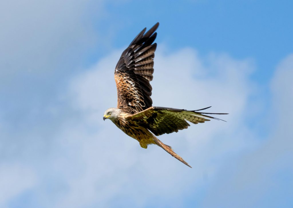 Red Kite flying int he sky